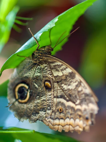 Borboleta em uma folha em um jardim — Fotografia de Stock