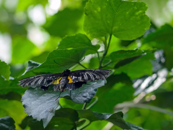 Motýl na list v zahradě — Stock fotografie