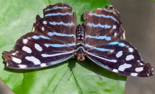 Borboleta em uma folha em um jardim — Fotografia de Stock