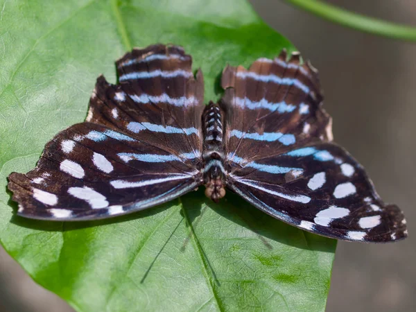 Farfalla su una foglia in un giardino — Foto Stock