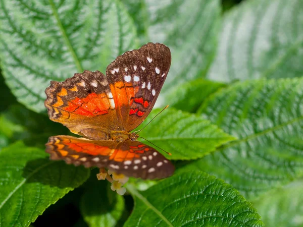 Borboleta em uma folha em um jardim — Fotografia de Stock