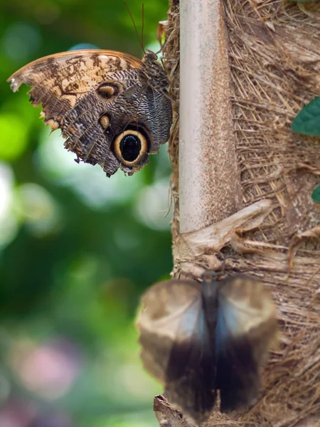 Borboleta em uma folha em um jardim — Fotografia de Stock