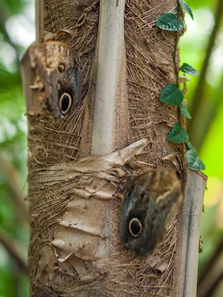 Borboleta em uma planta em um jardim — Fotografia de Stock