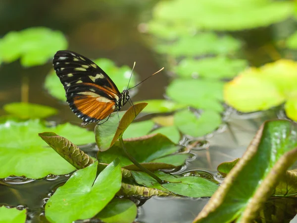 Borboleta em uma planta em um jardim — Fotografia de Stock