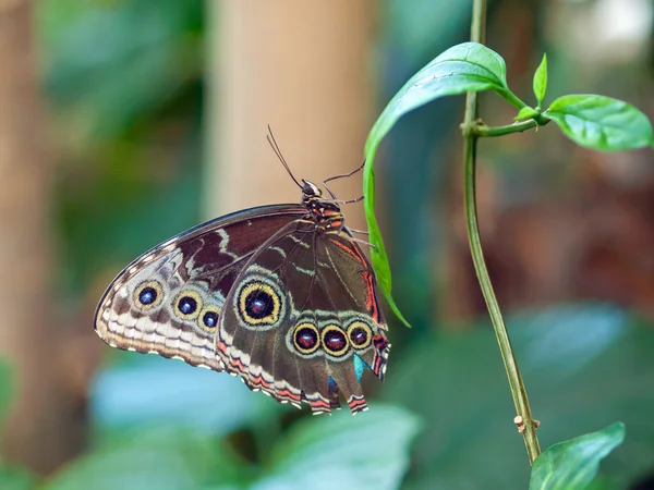 Borboleta em uma planta em um jardim — Fotografia de Stock