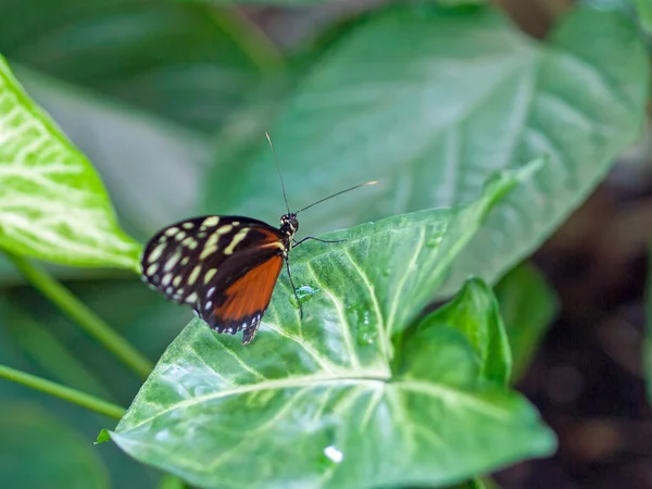 Borboleta em uma planta em um jardim — Fotografia de Stock