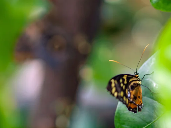 Borboleta em uma planta em um jardim — Fotografia de Stock