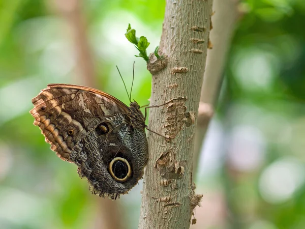 Borboleta em uma planta em um jardim — Fotografia de Stock