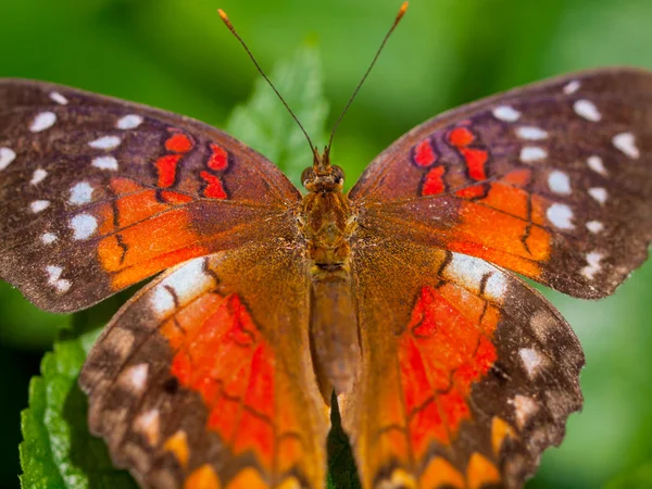 Butterfly on a Plants in a Garden — Stock Photo, Image