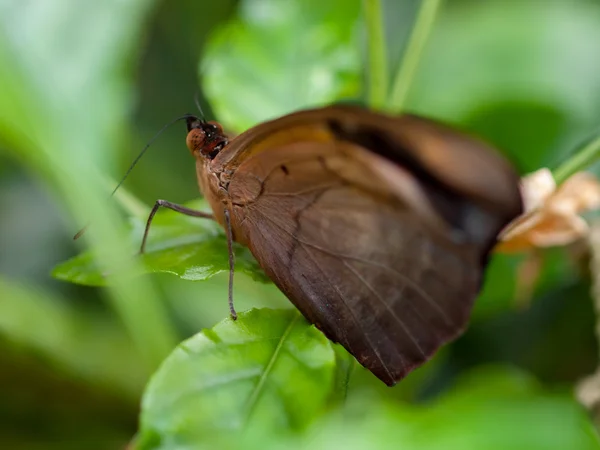 Motýl na rostliny v zahradě — Stock fotografie