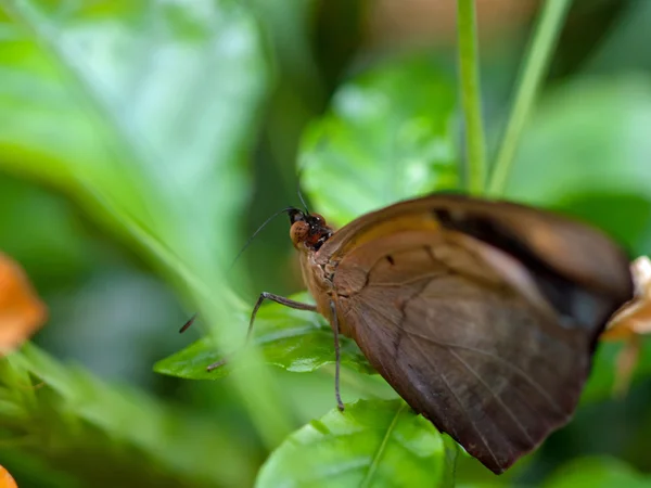 Butterfly on a Plants in a Garden — Stock Photo, Image