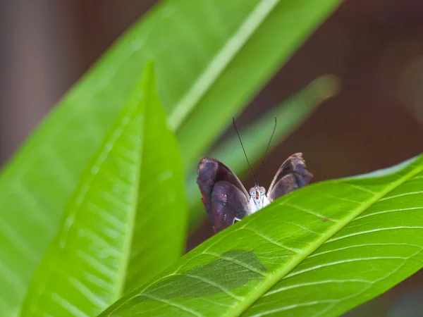 Borboleta em uma planta em um jardim — Fotografia de Stock