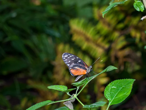 Butterfly on a Plants in a Garden — Stock Photo, Image