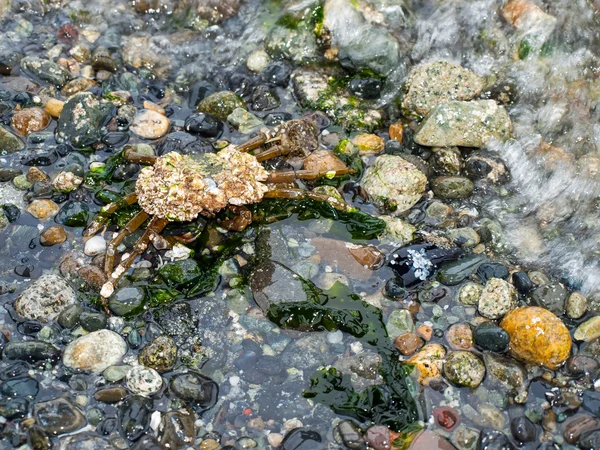 Krabba på stranden — Stockfoto