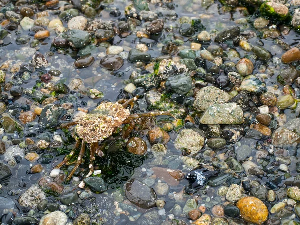螃蟹在岸上 — 图库照片