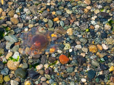 Sahilde deniz anası