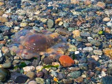 Sahilde deniz anası