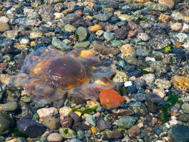 Sahilde deniz anası