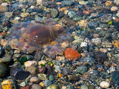 Sahilde deniz anası