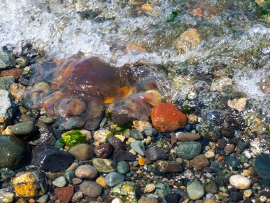 Sahilde deniz anası