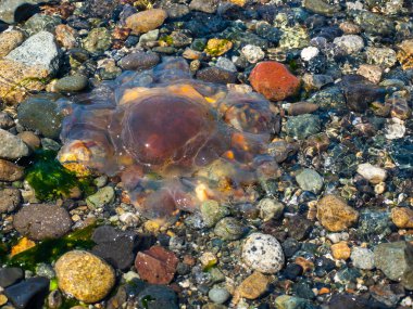 Sahilde deniz anası