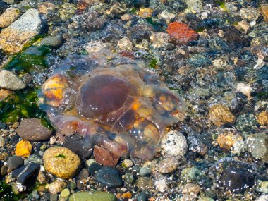 Sahilde deniz anası