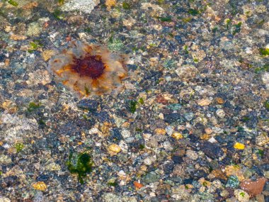 Sahilde deniz anası