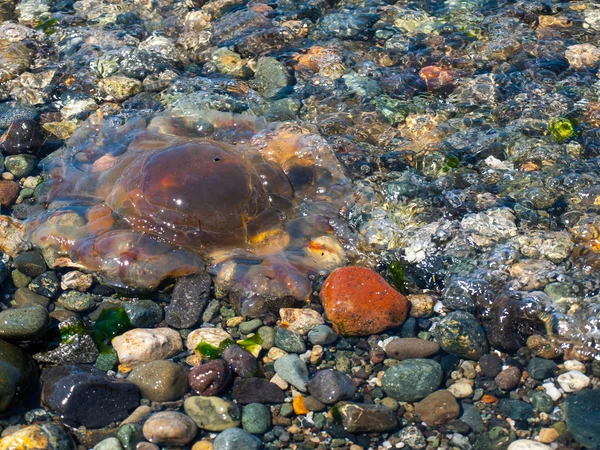 Medusas en la orilla —  Fotos de Stock