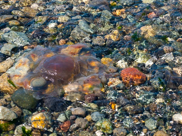 Meduse sulla riva — Foto Stock