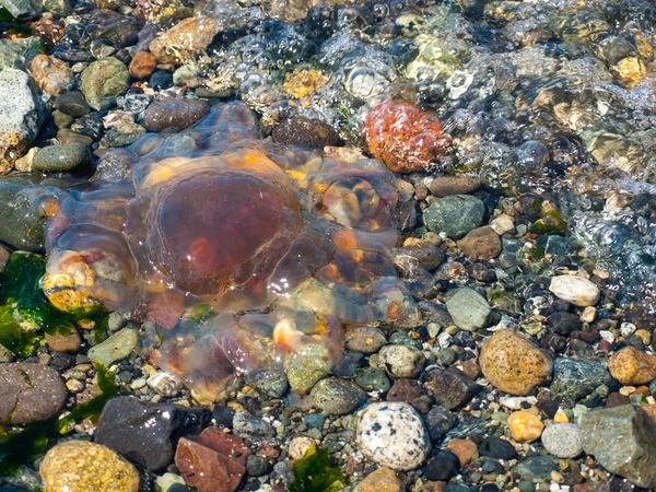 Medusas na costa — Fotografia de Stock