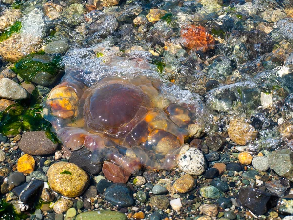 海岸上的水母 — 图库照片