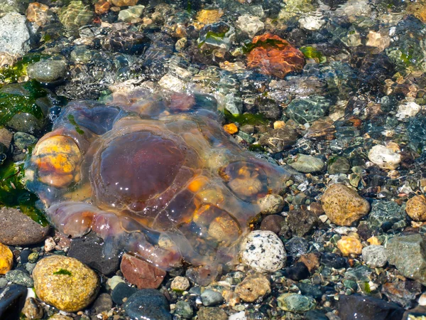 Medusas na costa — Fotografia de Stock