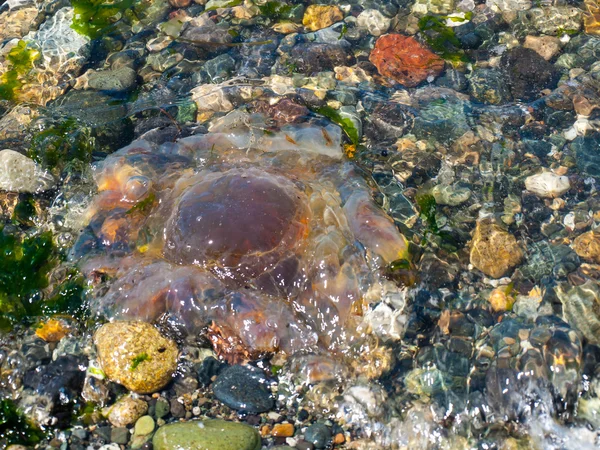 海岸上的水母 — 图库照片