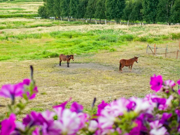 Pferde in einem eingezäunten Feld — Stockfoto