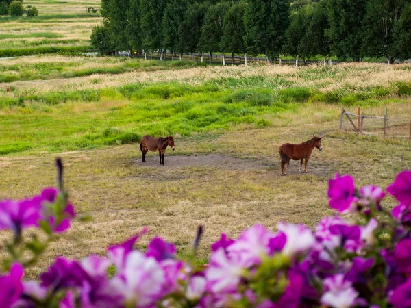 Pferde in einem eingezäunten Feld — Stockfoto