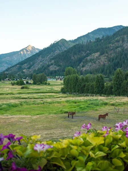 Pferde in einem eingezäunten Feld — Stockfoto