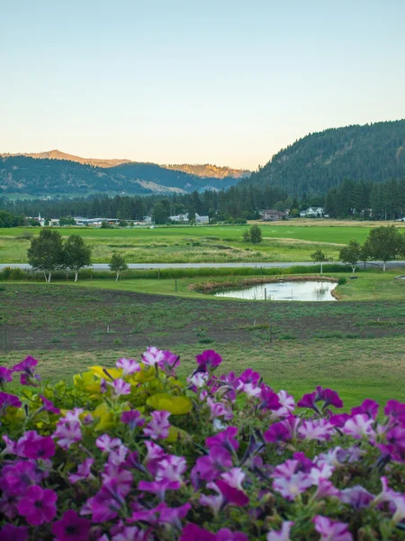 Mountain View med blommor — Stockfoto