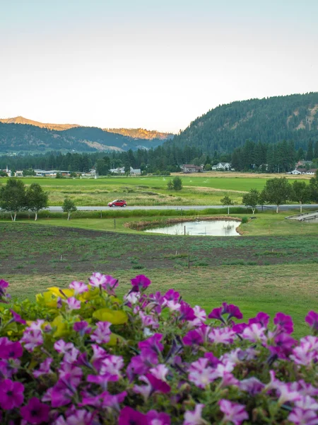 Vista montagna con fiori — Foto Stock