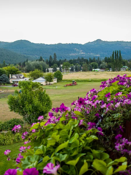Mountain View çiçekli — Stok fotoğraf
