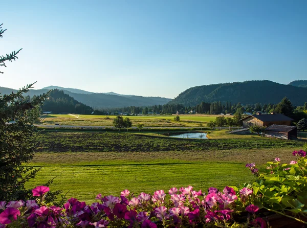 Vista a la montaña con flores — Foto de Stock