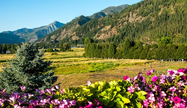 Uitzicht op de bergen met bloemen — Stockfoto