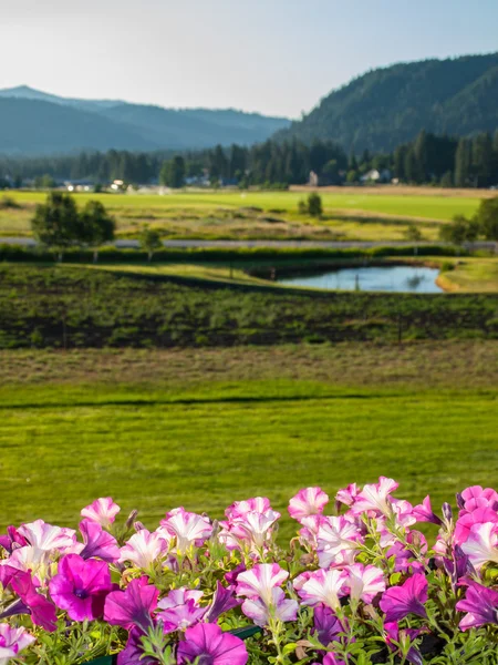 Mountain View with Flowers — Stock Photo, Image