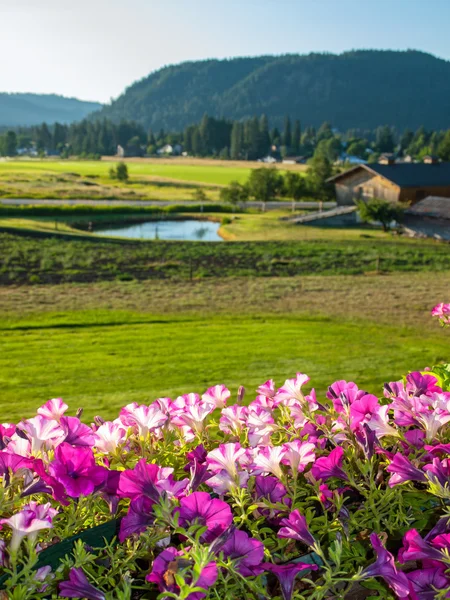 วิวภูเขาพร้อมดอกไม้ — ภาพถ่ายสต็อก