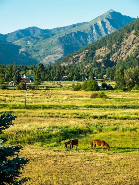 Pferde in einem eingezäunten Feld — Stockfoto