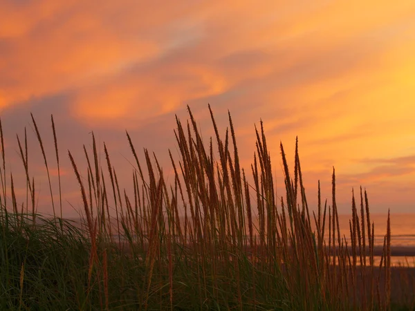 Solnedgang på stranden – stockfoto