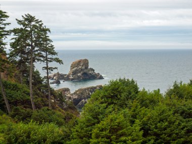 Okyanus Overlook Ecola State Park Oregon ABD