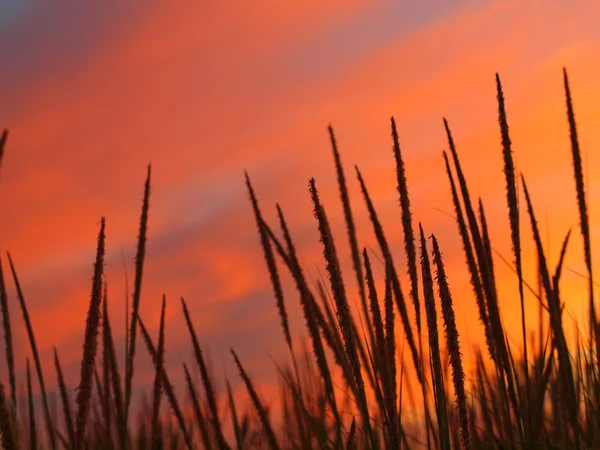 ビーチでの夕日 — ストック写真