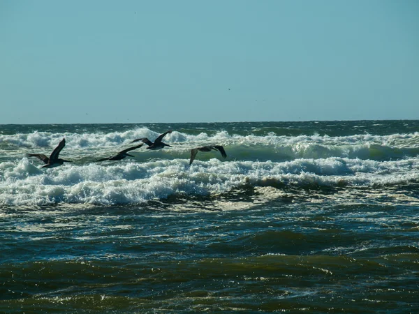 波の上を飛んで海鳥 — ストック写真