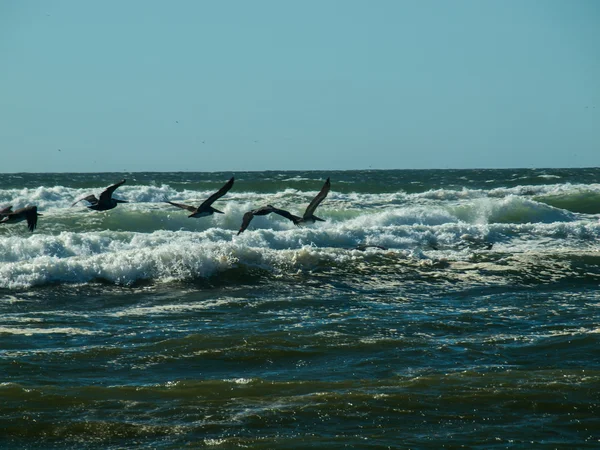 Seabirds Flying Over Waves — Stock Photo, Image
