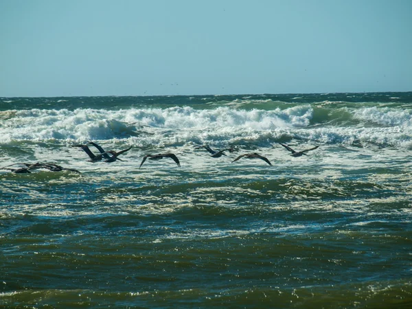 Seabirds Flying Over Waves — Stock Photo, Image